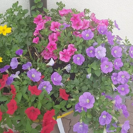 Fallenegger Lägenhet