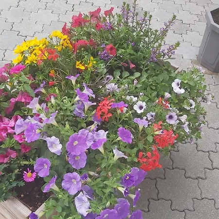 Lägenhet Fallenegger Flachau