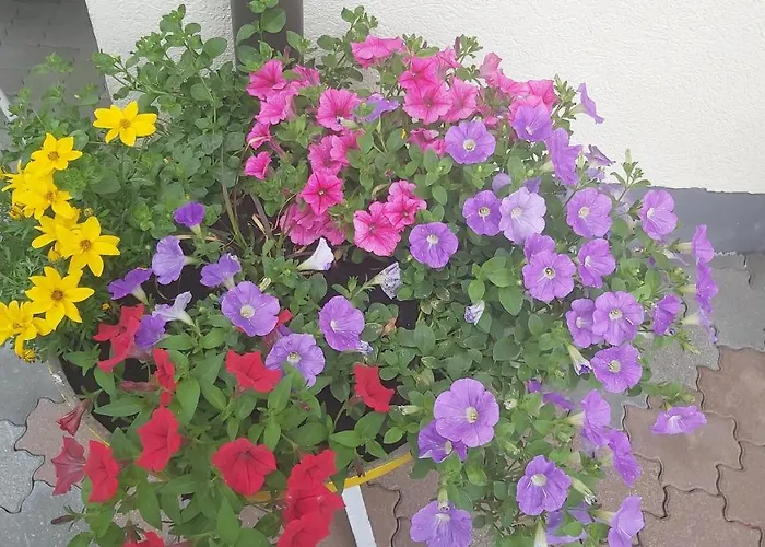 Fallenegger アパート